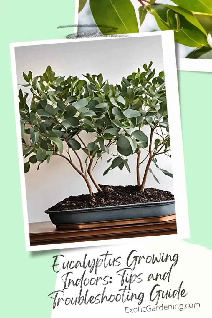 Eucalyptus Growing Indoors Tips And Troubleshooting Guide Exotic