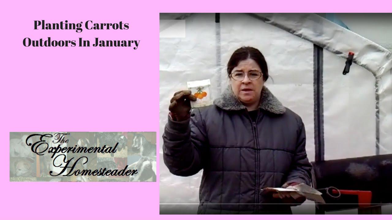 'Video thumbnail for Planting Carrots Outdoors In January'
