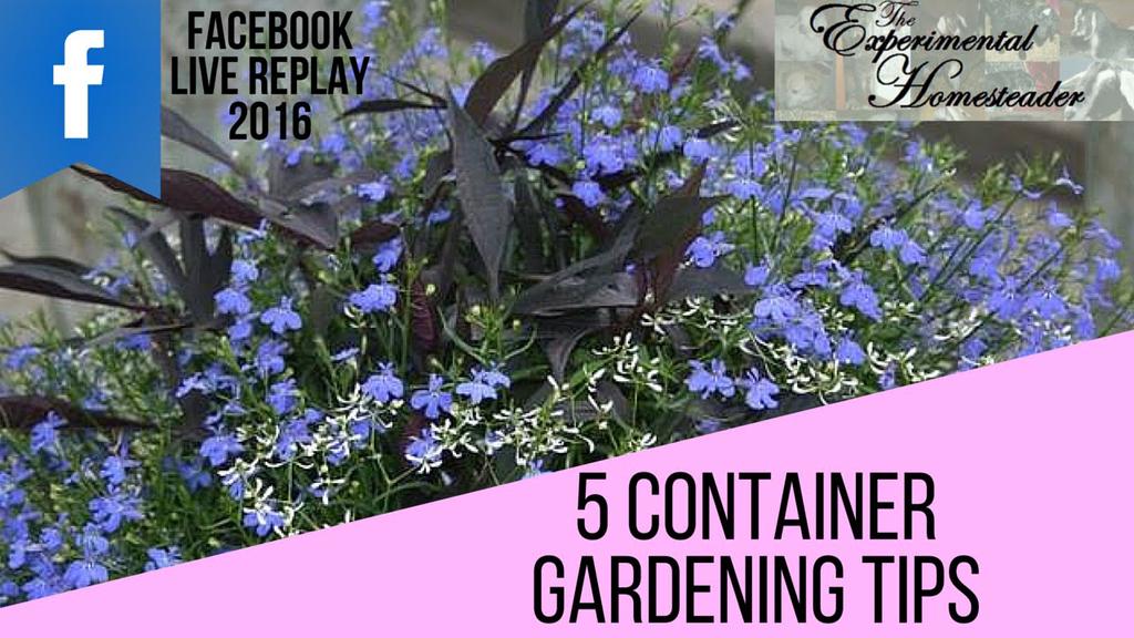 'Video thumbnail for 5 Container Gardening Tips - Facebook Live Replay'