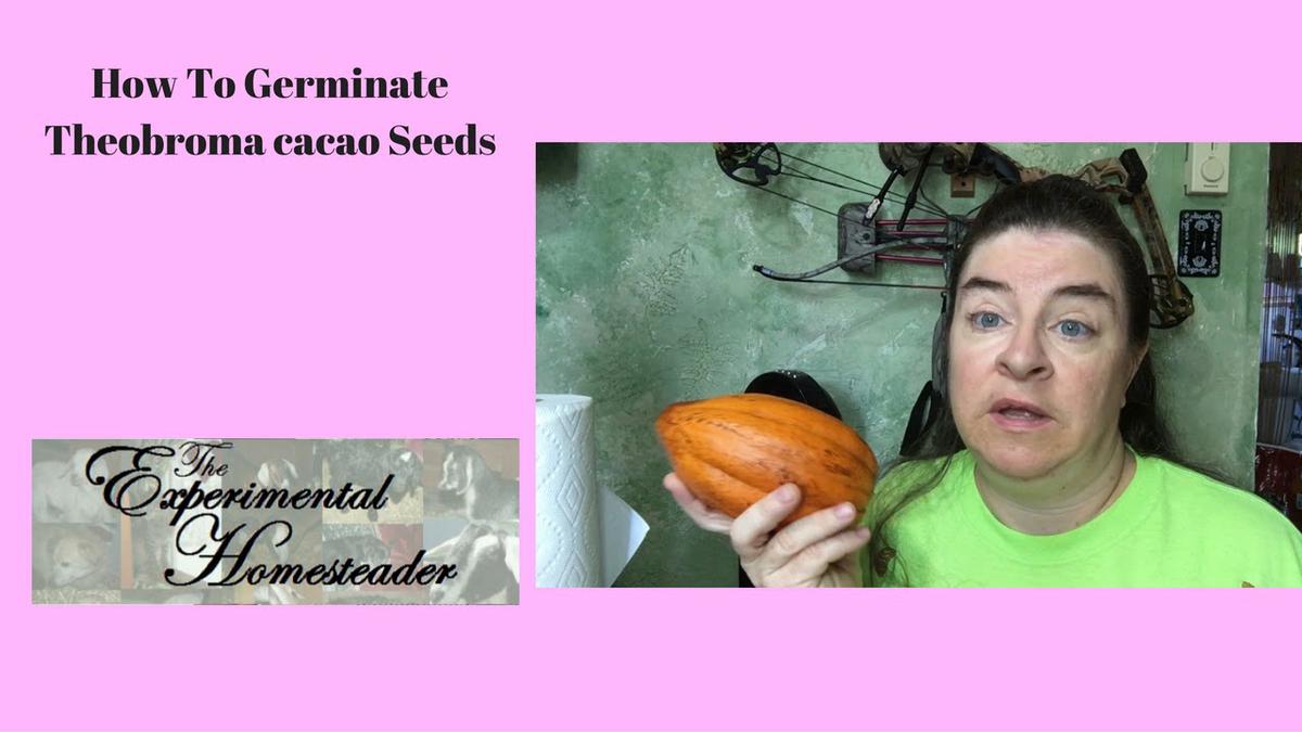 'Video thumbnail for How To Germinate Theobroma cacao Seeds'
