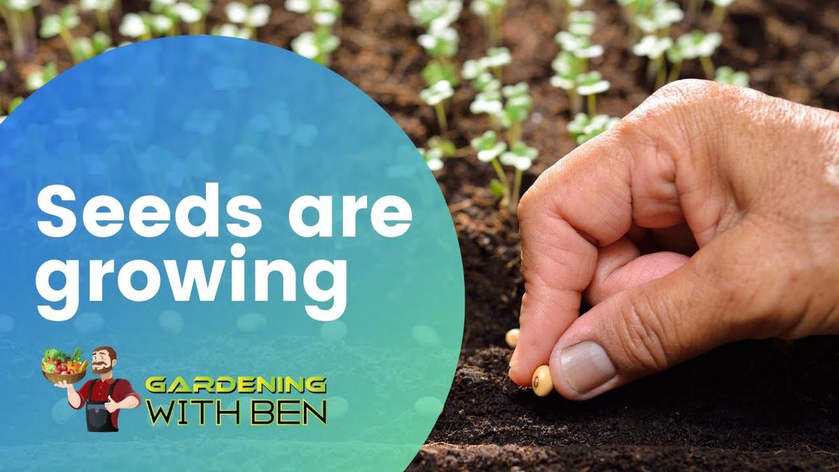 'Video thumbnail for Seeds are Growing and germinating in my greenhouse'