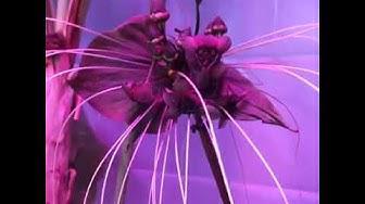 'Video thumbnail for Tacca In Bloom In My Greenhouse'