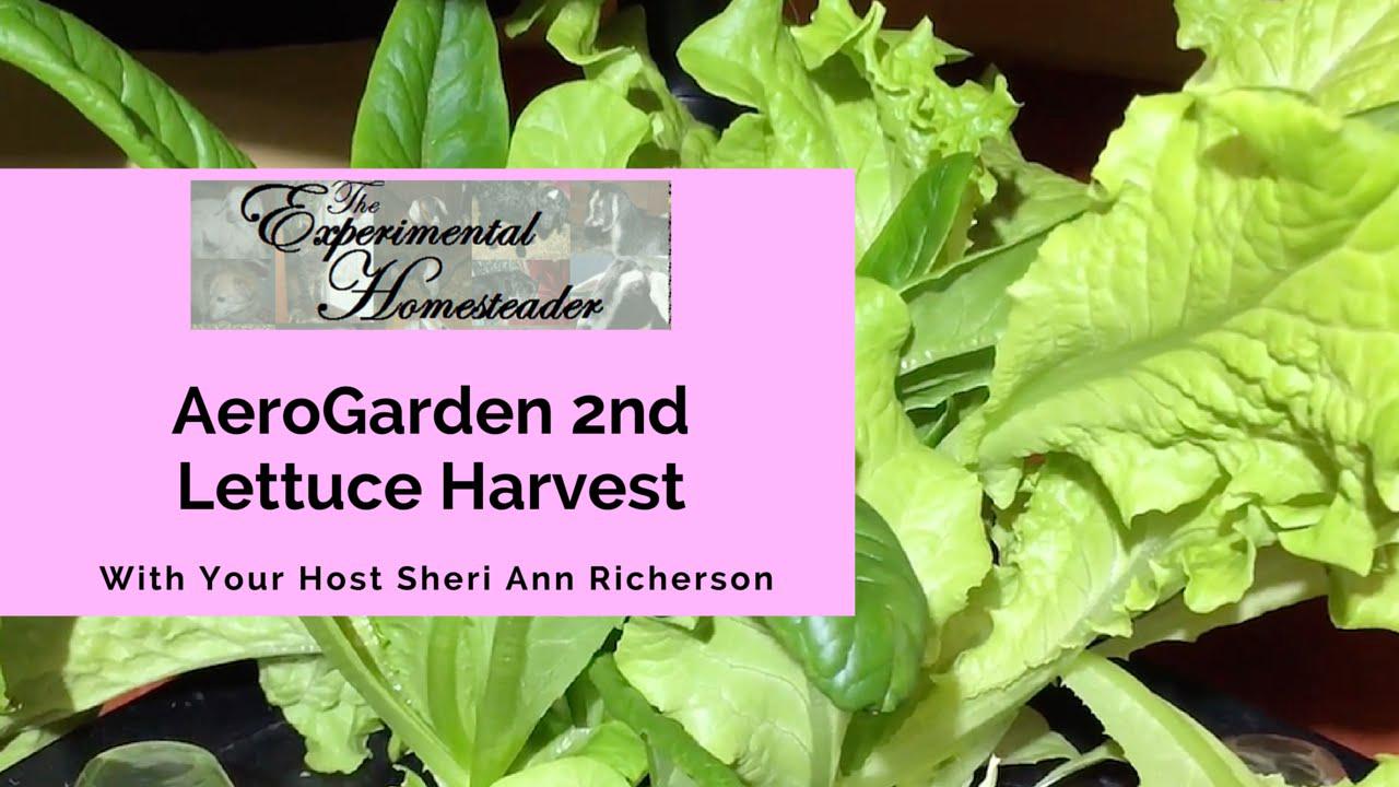 'Video thumbnail for AeroGarden 2nd Lettuce Harvest'