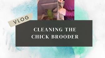 'Video thumbnail for Cleaning The Chick Brooder Day 2372 Experimental Homesteader'