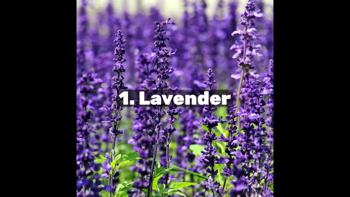 'Video thumbnail for Essential Oils For Sleep'