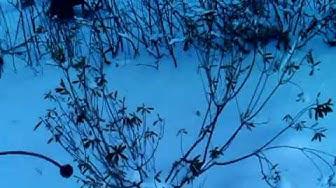 'Video thumbnail for February Garden Walk ExperimentalHomesteader.com'