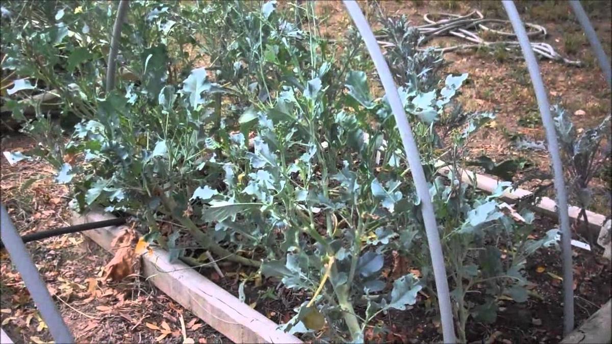 'Video thumbnail for Fall Vegetable Gardening - Sheri Ann Richerson ExperimentalHomesteader.com'