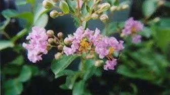 'Video thumbnail for Garden August 2003 Sheri Ann Richerson ExperimentalHomesteader.com'