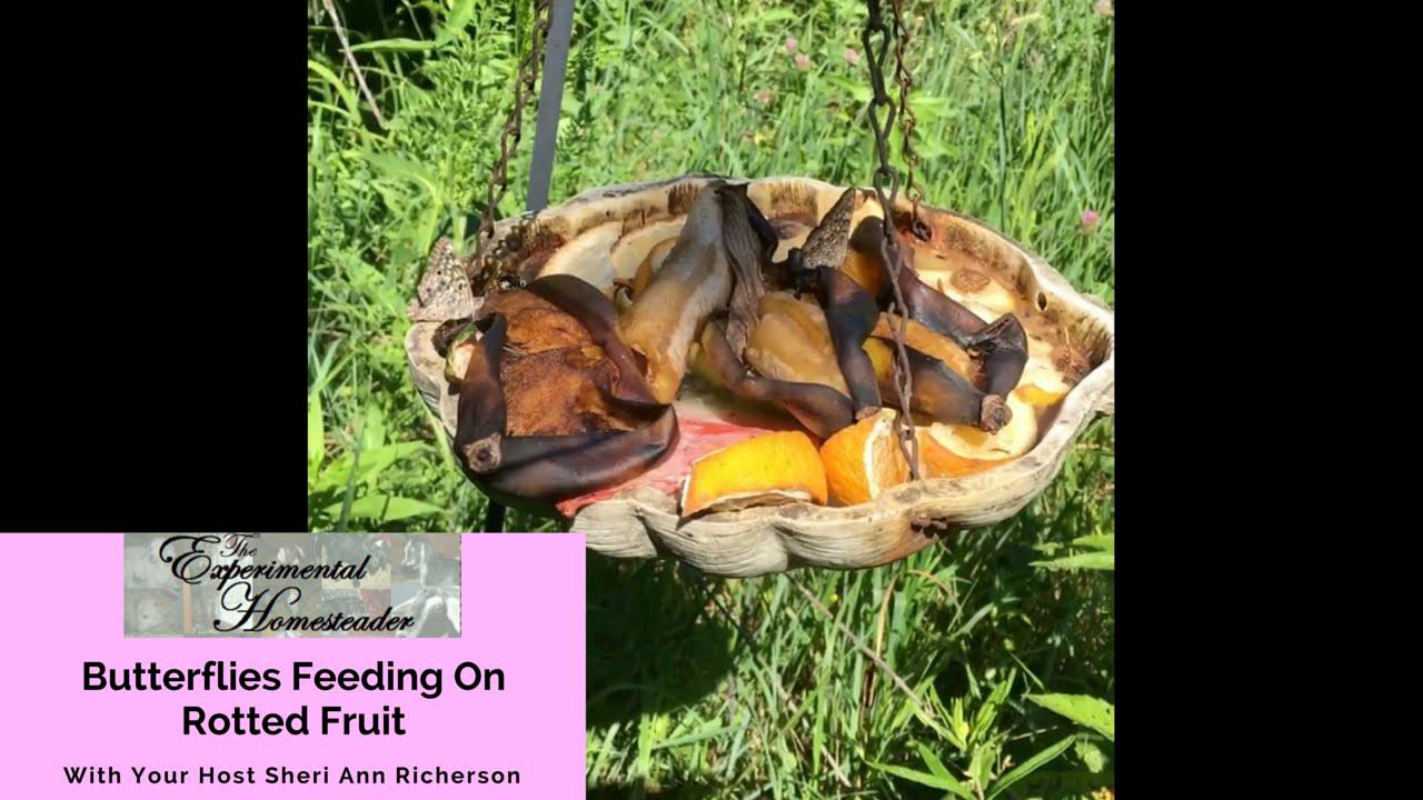 'Video thumbnail for Butterflies Feeding On Rotted Fruit'