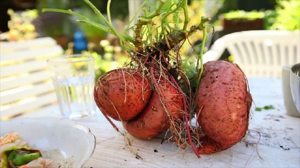'Video thumbnail for High Calorie Garden'