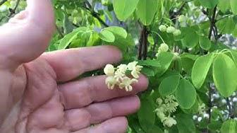 'Video thumbnail for What's Blooming In My Front Garden'
