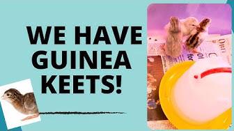 'Video thumbnail for We Have Guinea Keets Day 2361 Experimental Homesteader'