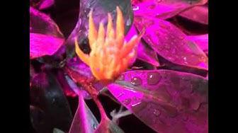 'Video thumbnail for Going Live Inside The Greenhouse 1'