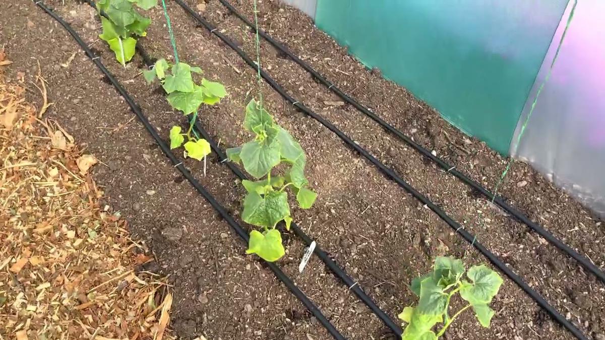 'Video thumbnail for setting up drip irrigation in the new tunnel'