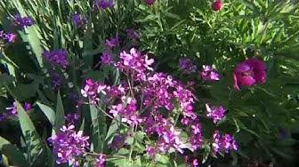 'Video thumbnail for Come Tour The Front Corner Garden'
