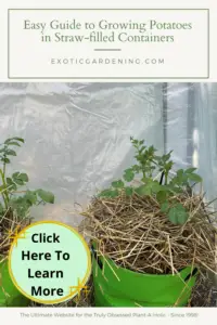 Potatoes growing in grow bags filled with straw.