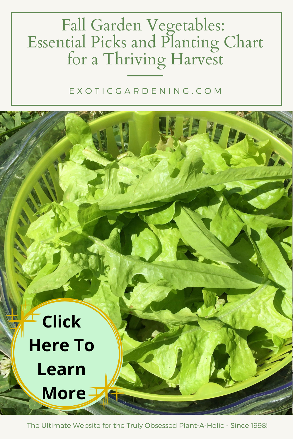 Lettuce leaves in a salad spinner.