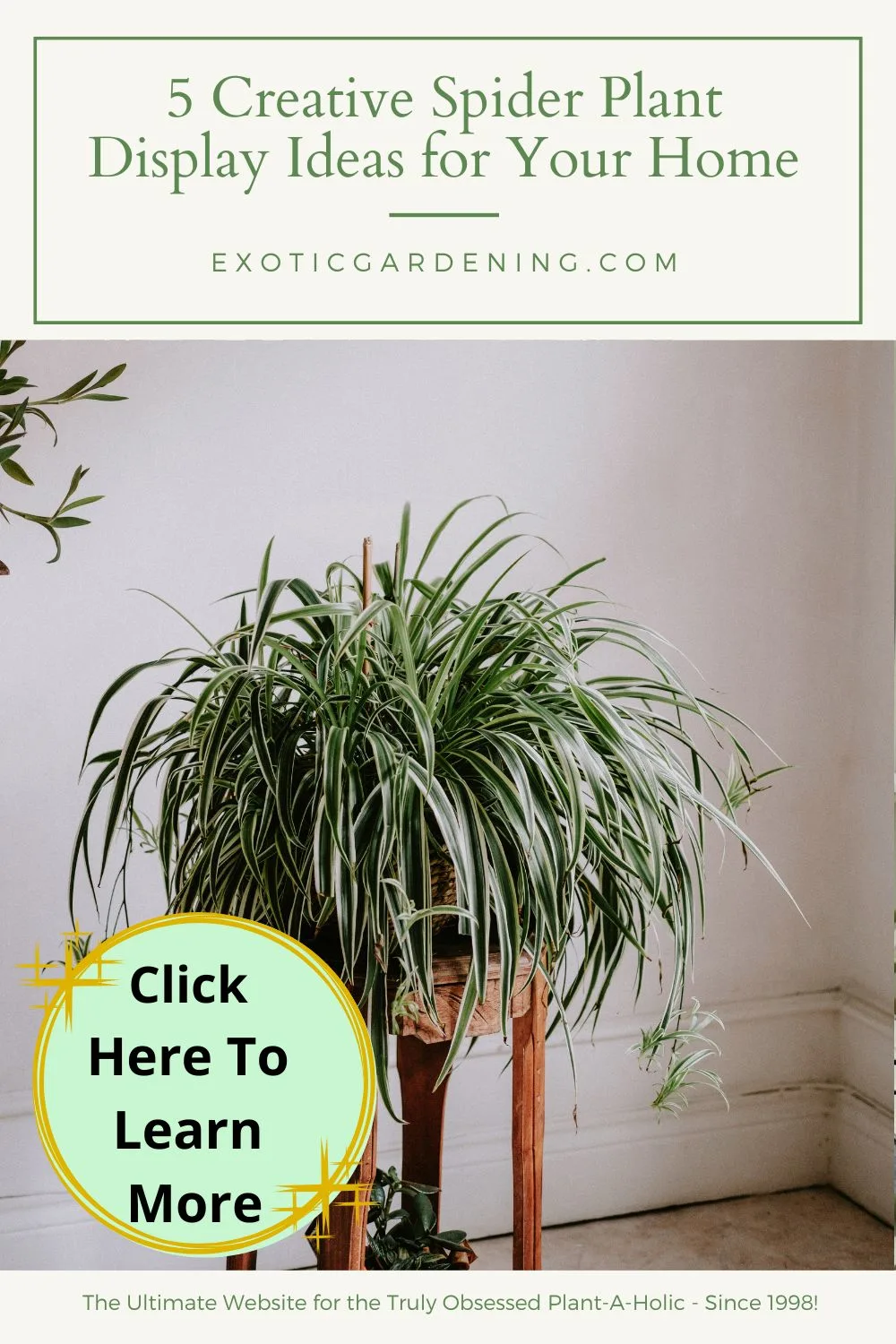 Creative Spider Plant Display Ideas