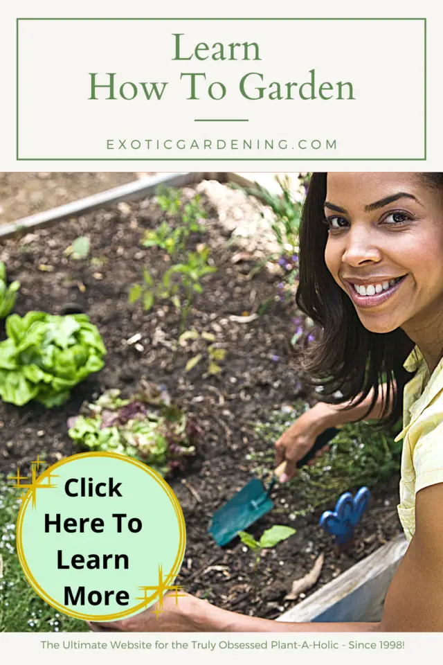 Learn How To Garden - Exotic Gardening