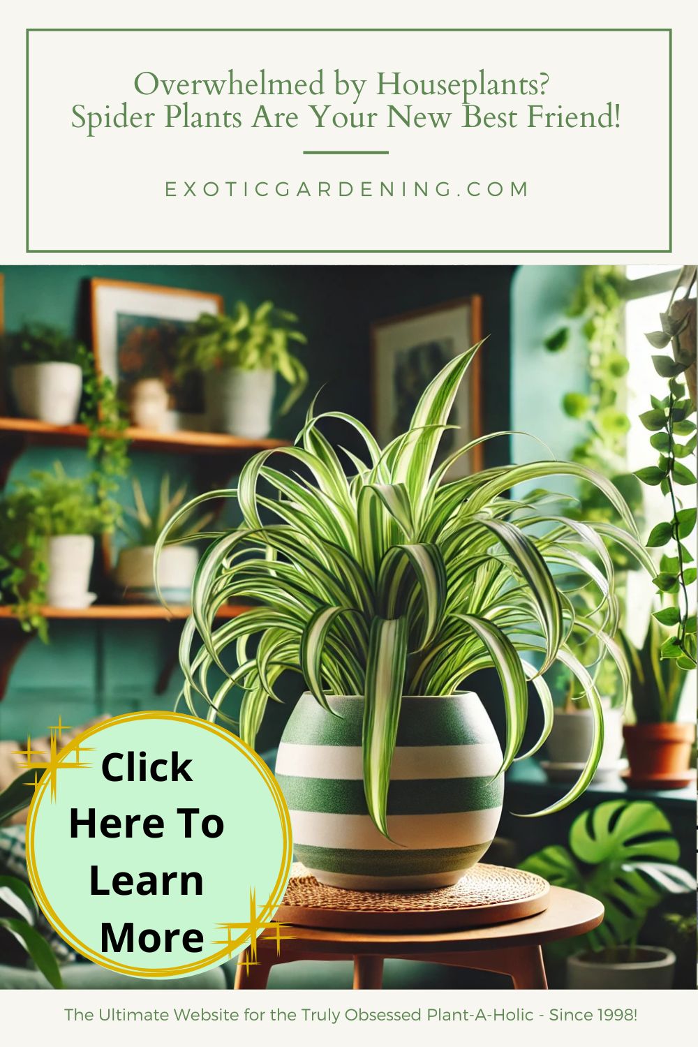 A vibrant indoor space featuring a lush spider plant in a ceramic pot on a wooden shelf. Soft natural light filters through a nearby window, and other houseplants create a cozy, green ambiance in the background.