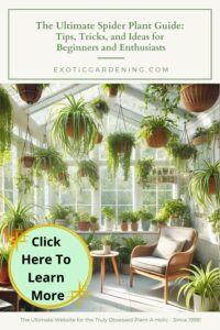 A sunny and airy sunroom filled with spider plants cascading their leaves from hanging planters and pots on shelves, creating a serene atmosphere with a cozy chair and natural sunlight streaming in.