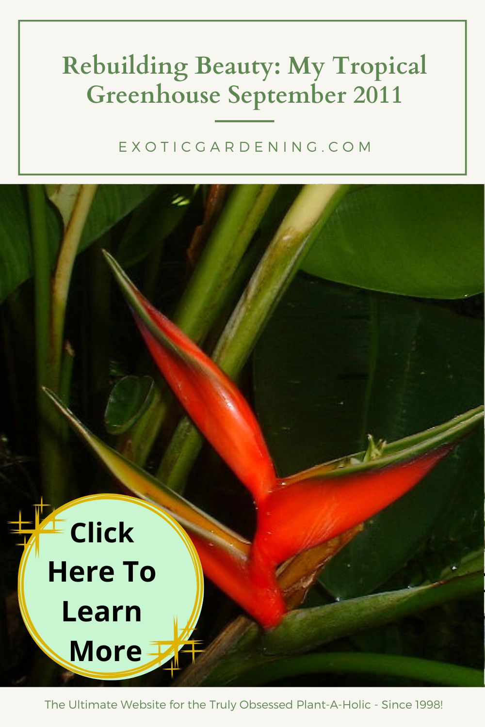 Close-up of a vibrant red Heliconia flower with lush green leaves in the background. 