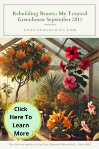 A cozy corner in a tropical greenhouse featuring vibrant hibiscus flowers in red, pink, and orange. A Brugmansia with large trumpet-shaped flowers and variegated leaves is paired with a dwarf ylang ylang tree with delicate yellow blooms, surrounded by pots of citrus trees. Soft sunlight filters through clear greenhouse panels, creating a warm and tranquil atmosphere.