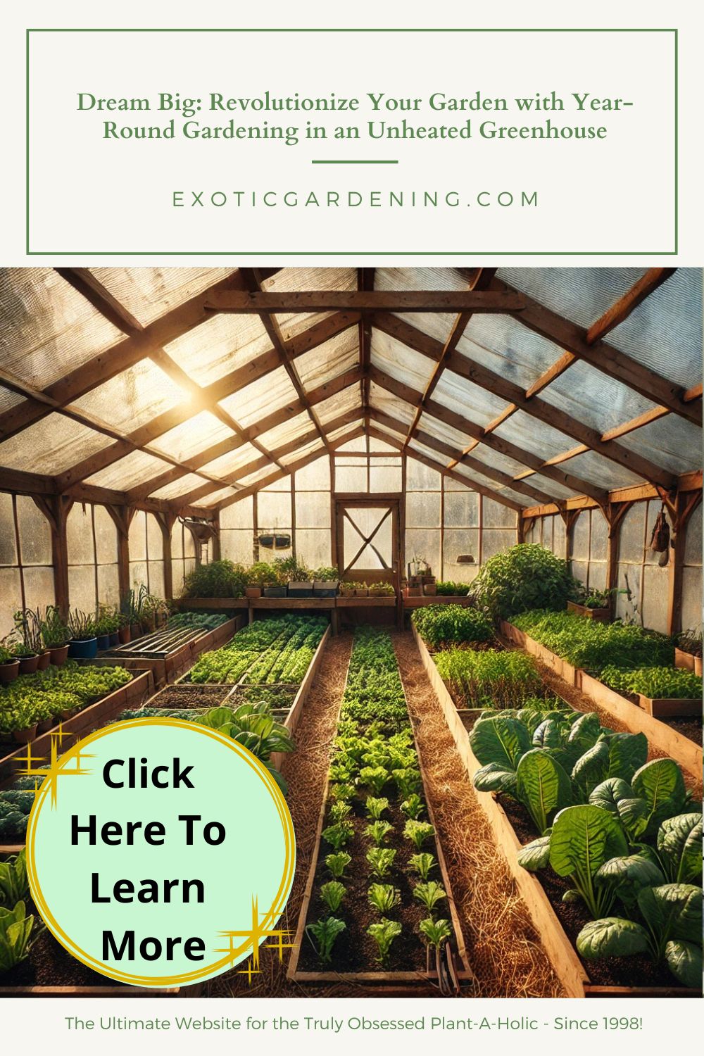 Interior of a rustic, unheated greenhouse in winter, featuring wooden frames and clear plastic sheeting. Rows of thriving leafy greens, including spinach, kale, and lettuce, grow in raised beds, while sunlight streams through the walls, creating a warm and inviting atmosphere. Small pots of herbs sit on a shelf to the side, and gardening tools are neatly arranged in the corner. The ground is covered with a mix of soil and straw, emphasizing a practical and cozy space for sustainable, year-round gardening.