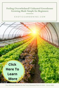 A bright, inviting greenhouse with rows of fresh green and red lettuce.