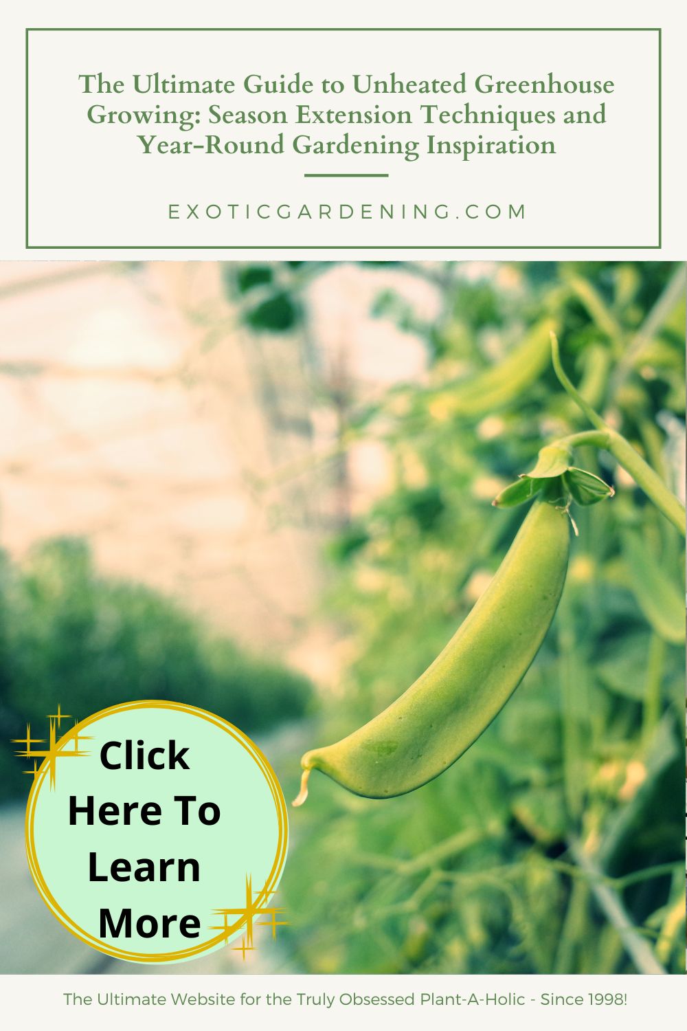 A vibrant pea pod growing inside an unheated greenhouse, highlighting the potential for season extension techniques. The blurred background suggests a thriving greenhouse environment.