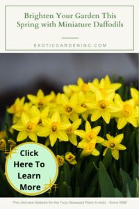 Close-up of vibrant yellow miniature daffodils blooming in a garden with lush green foliage. Perfect for brightening any spring garden.