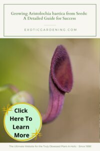 A close-up of the Aristolochia baetica flower with its tubular, dark purple structure and hairy inner texture, framed by soft green foliage.