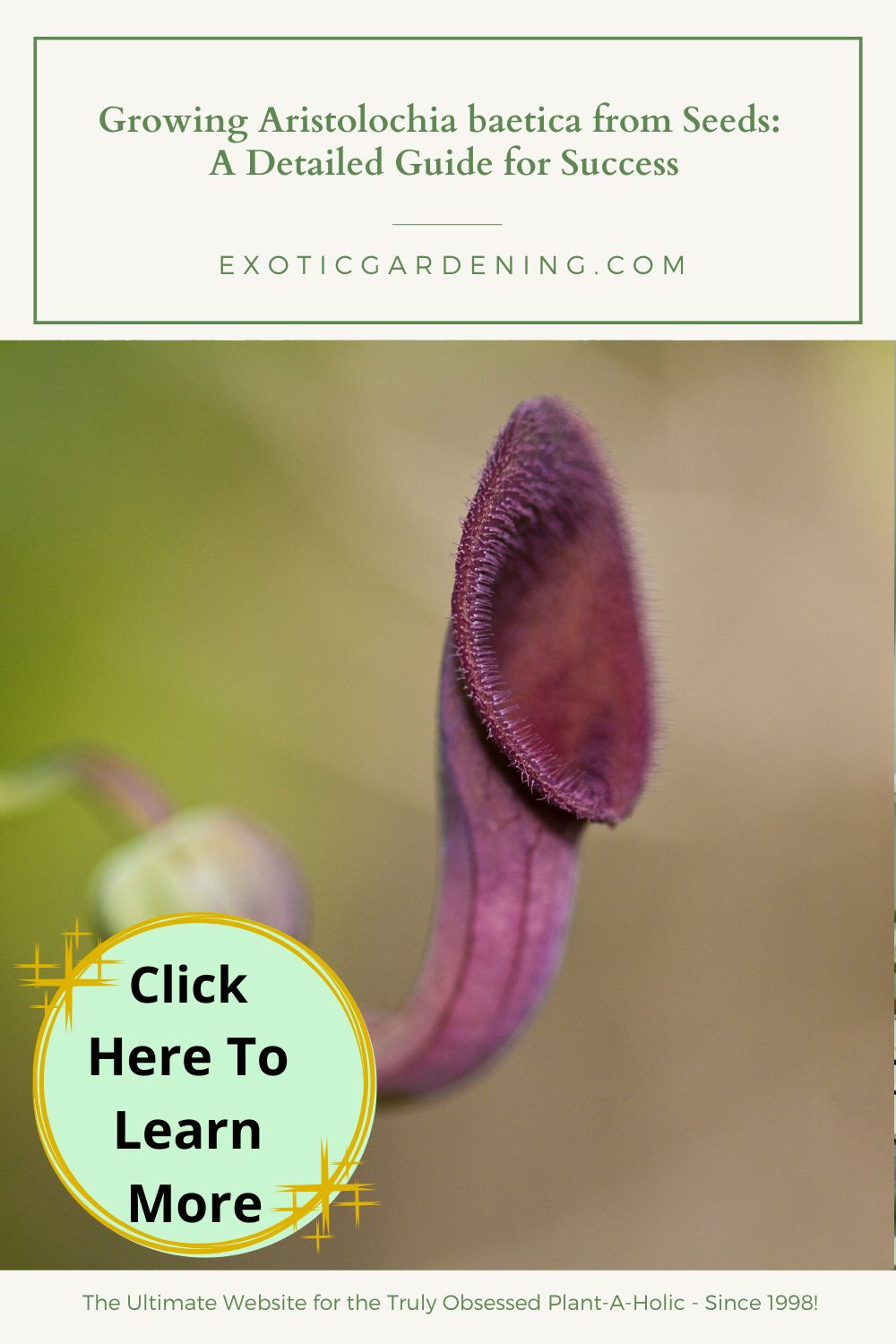 A close-up of the Aristolochia baetica flower with its tubular, dark purple structure and hairy inner texture, framed by soft green foliage. 