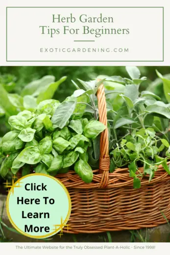 Herb Garden Tips For Beginners - Exotic Gardening