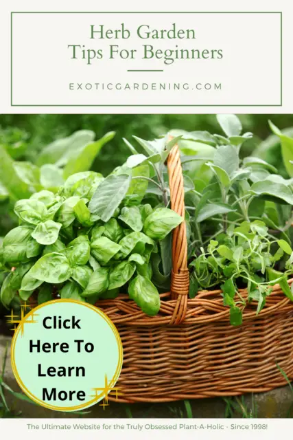 Herb Garden Tips For Beginners - Exotic Gardening