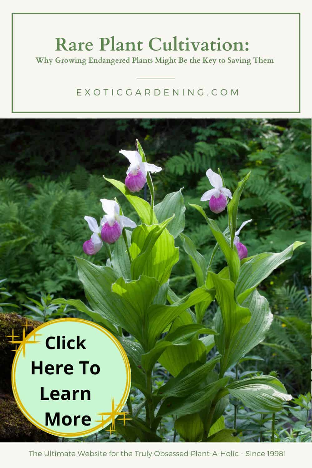 Pink anthurium flower with white spadix and green leaves in the background.