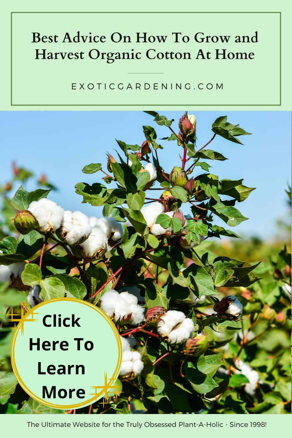 Organic cotton plants growing outdoors with multiple open white bolls and green leaves.