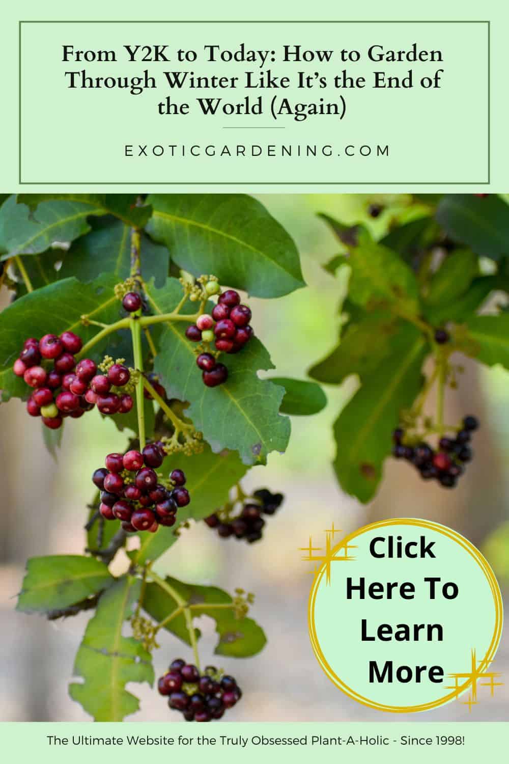 Clusters of ripe allspice berries (Pimenta dioica) hanging on a branch with lush green leaves in soft natural light.