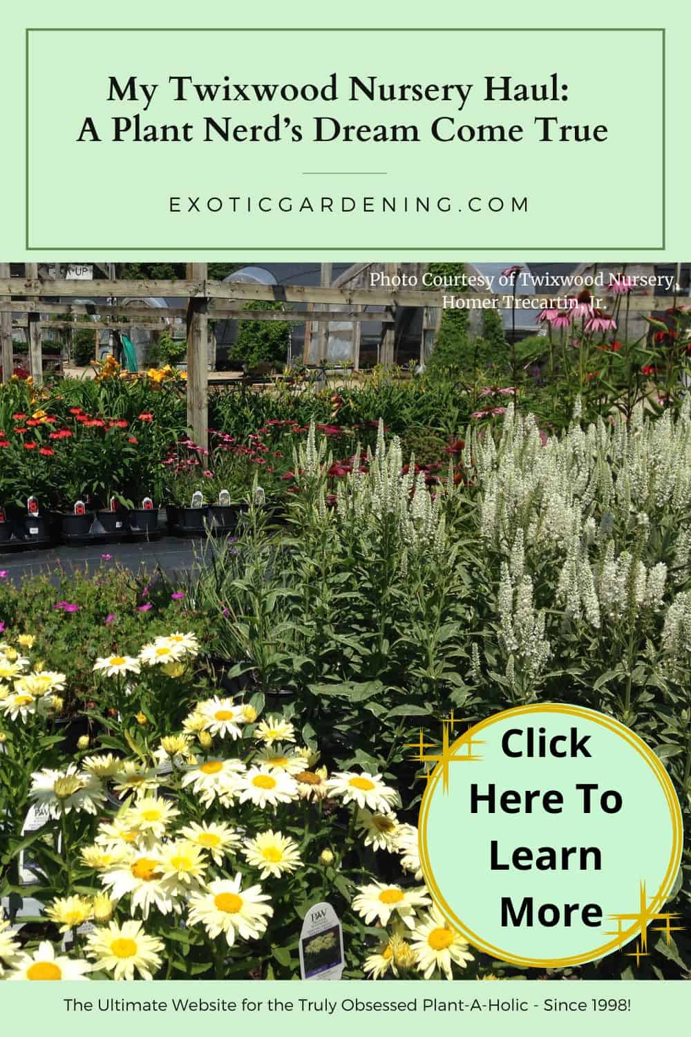 White daisy flowers in a lush garden landscape.