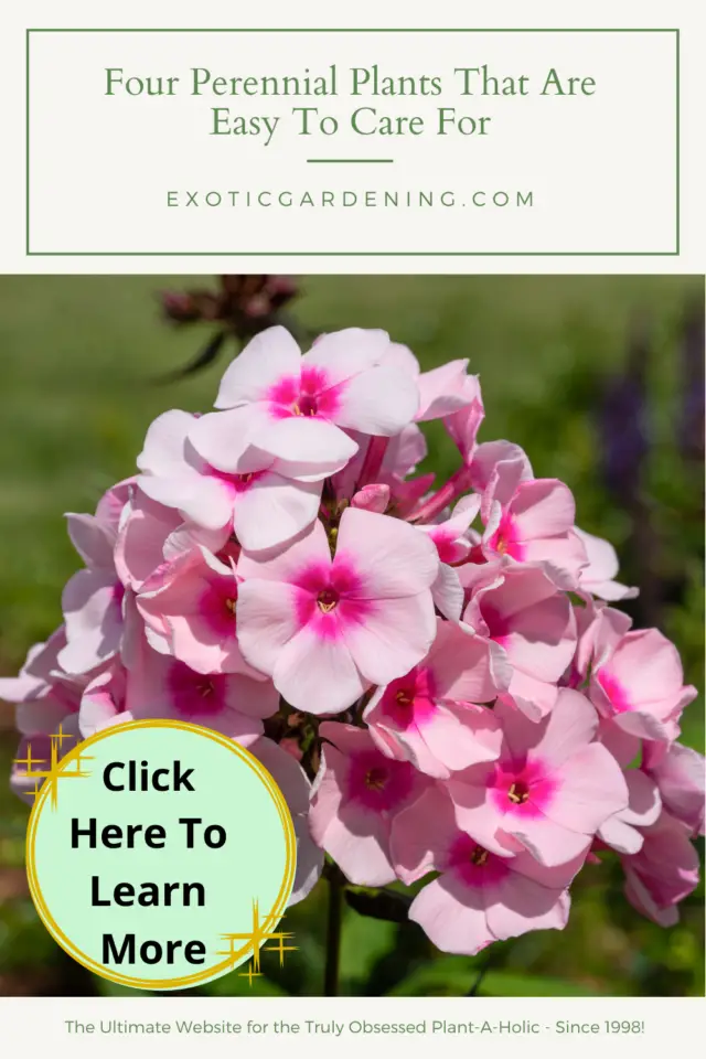 Four Perennial Plants That Are Easy To Care For - Exotic Gardening