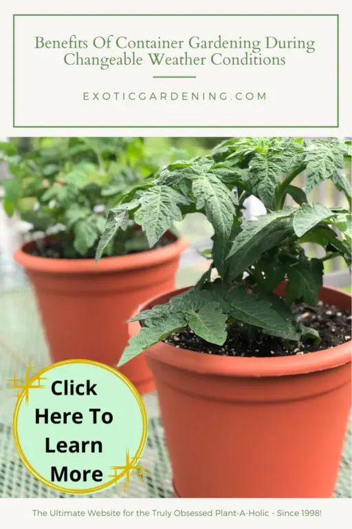 Benefits Of Container Gardening During Changeable Weather Conditions ...