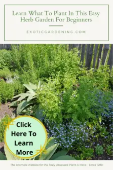 Learn What To Plant In This Easy Herb Garden For Beginners - Exotic ...