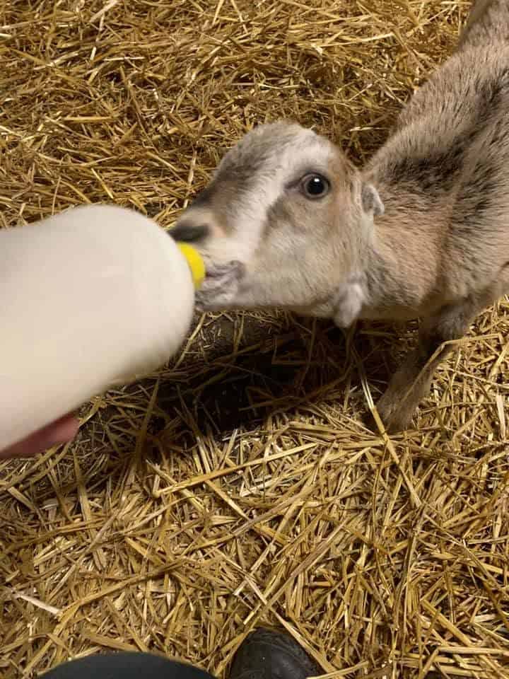 Bottle baby goat being cared for at Exotic Gardening Farm and Wildlife Habitat.