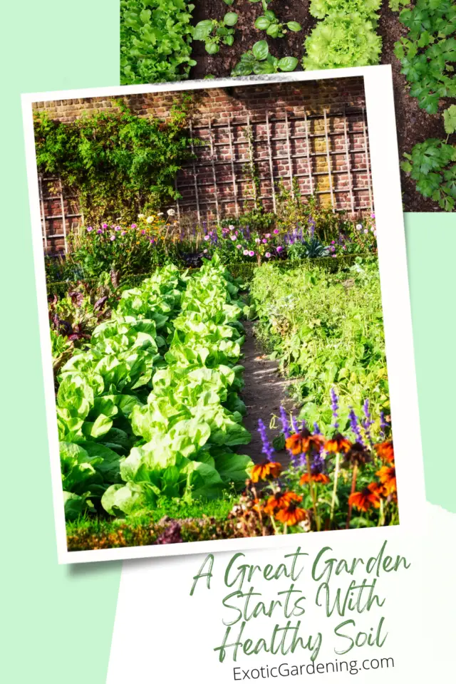 A Great Garden Starts With Healthy Soil - Exotic Gardening