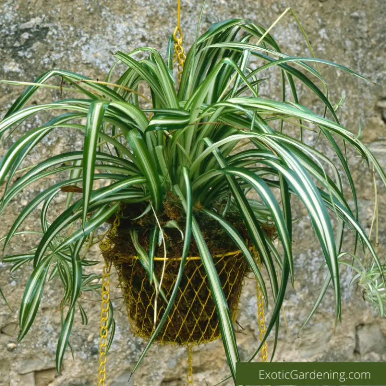 How To Choose The Right House Plants For Indoor Gardening - Exotic ...