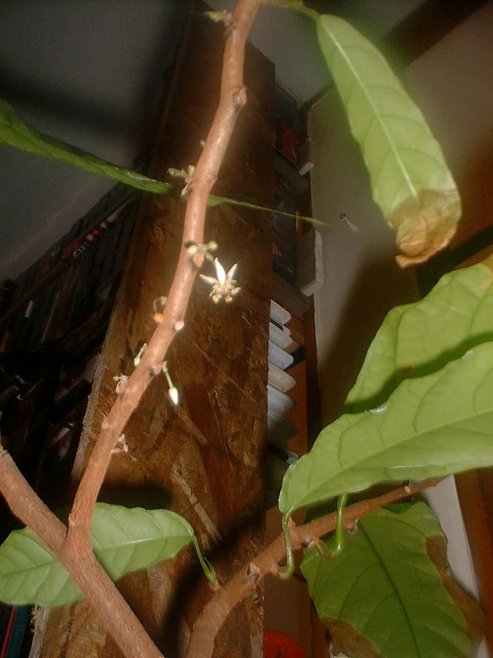 Flowers and foliage on Sheri Ann Richerson’s cacao tree in Indiana in August 2003