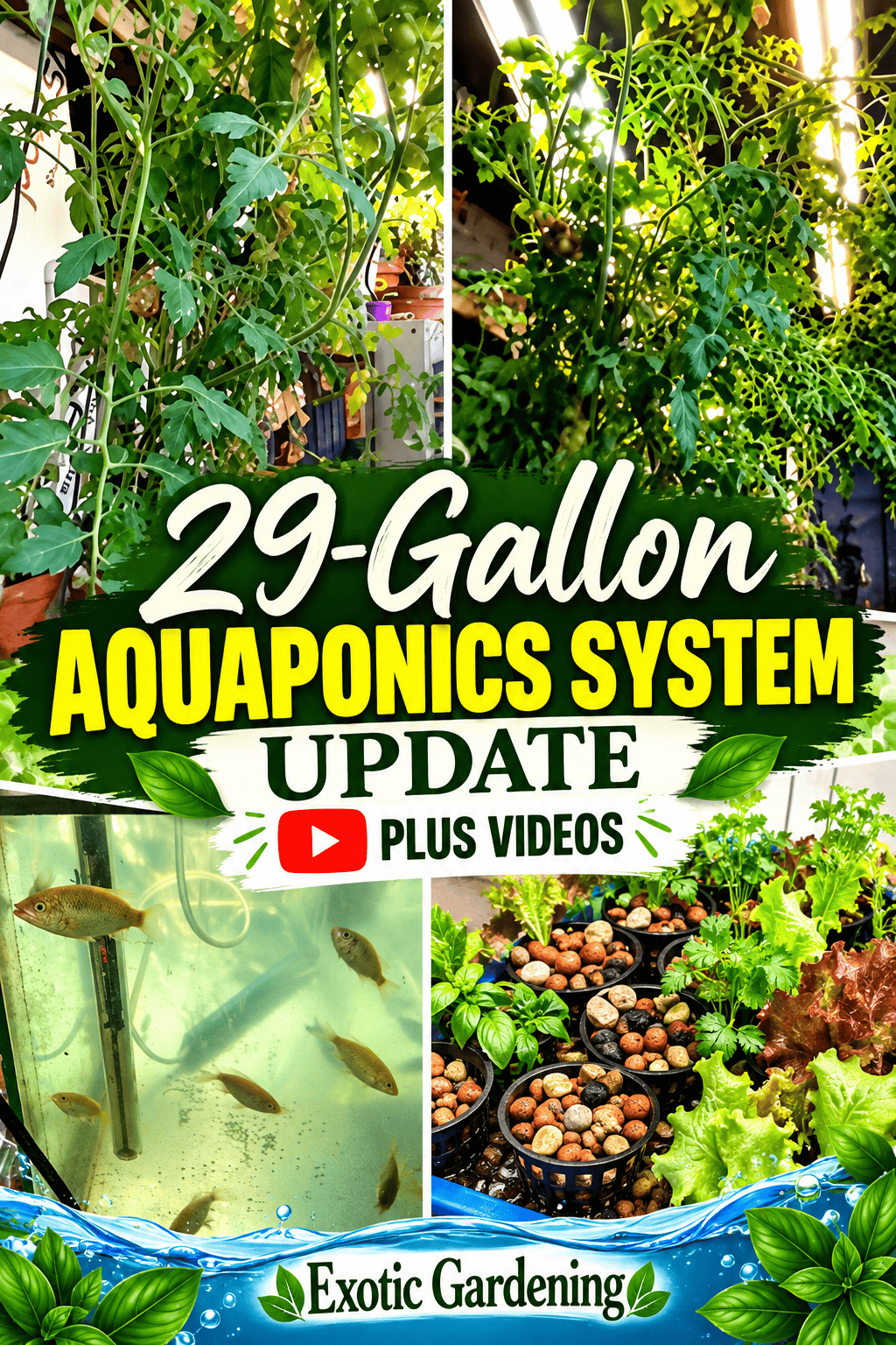 29-gallon aquaponics tank update with fish and plants - Exotic Gardening