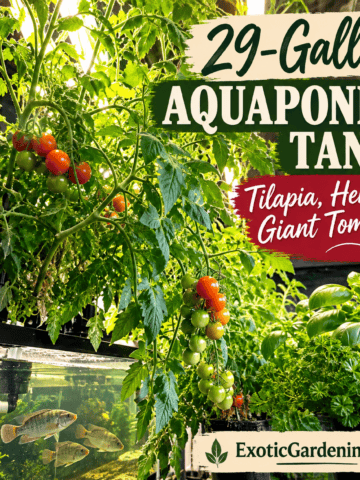 Featured graphic for a 29-gallon aquaponics tank experiment with tilapia, tomato vines, basil and parsley - Exotic Gardening
