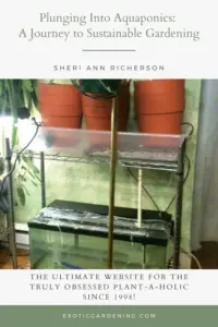 An image of the aquaponic system being setup.