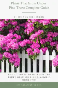 An Azalea in bloom sprawling over a white picket fence.
